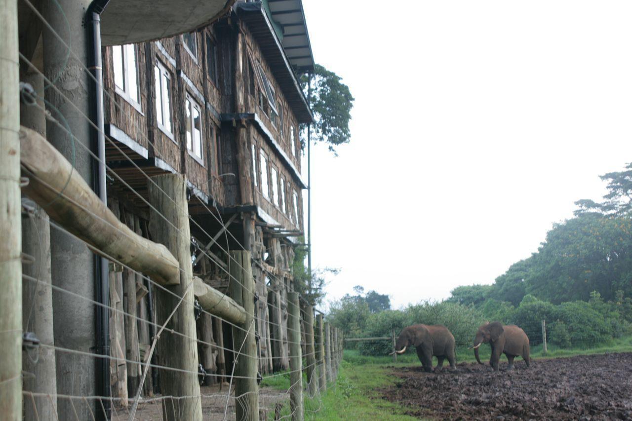 Treetops Mweiga Dış mekan fotoğraf